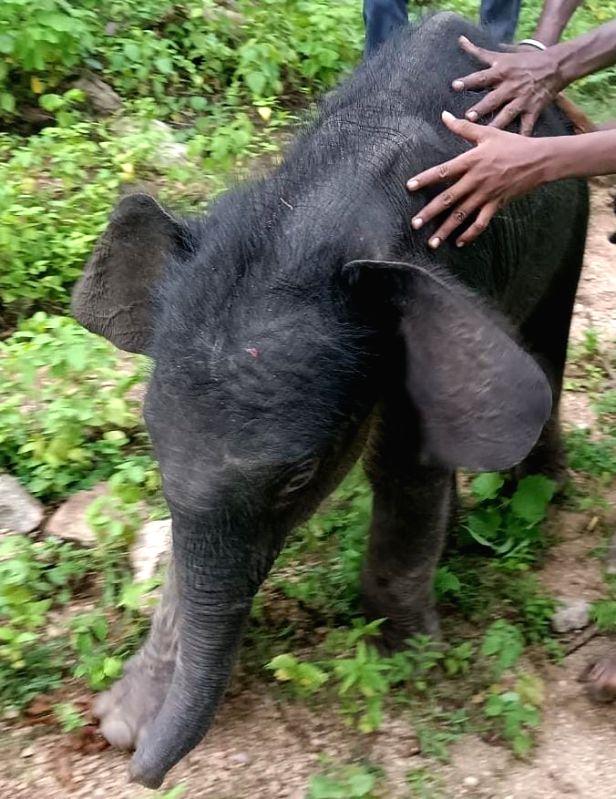 Baby elephants force herd to stay back in India - Vimarsana News