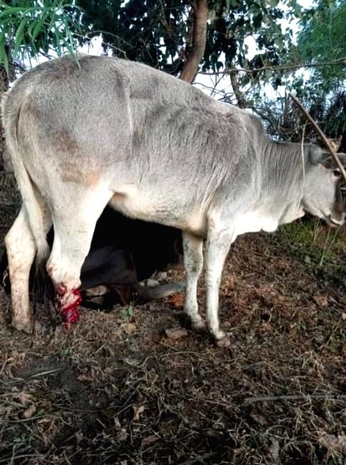 Three siblings booked for cow trafficking in MP - Vimarsana News