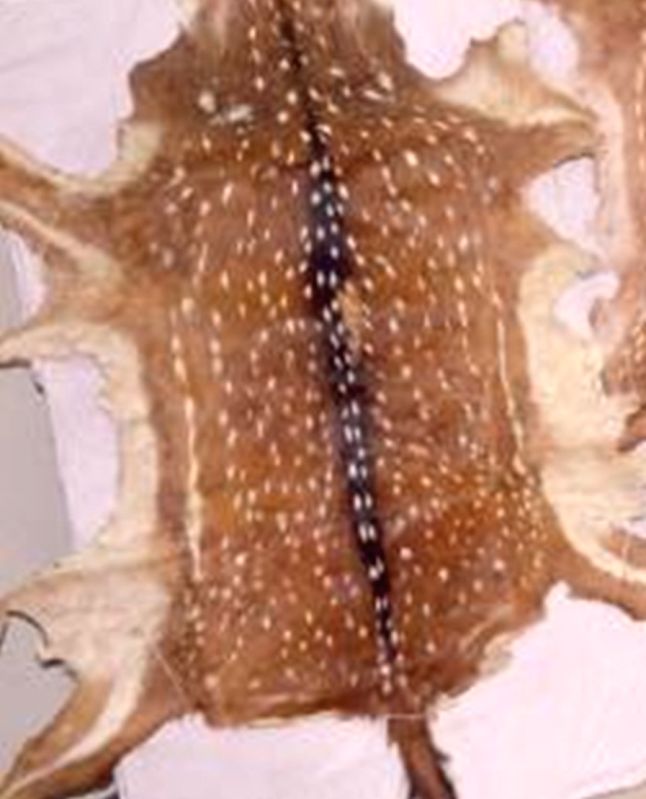 Five deer skins seized, two arrested in Odisha - Vimarsana News
