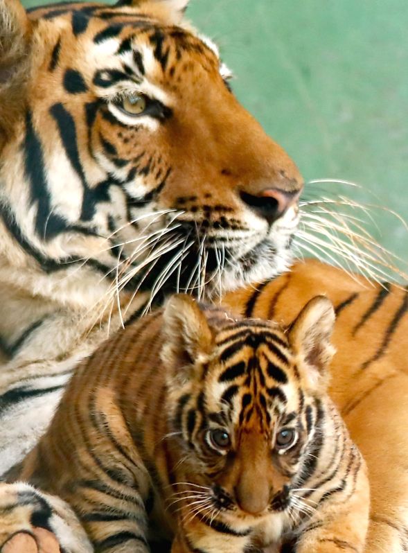 Erode likely to become sixth Tiger reserve of TN - Vimarsana News