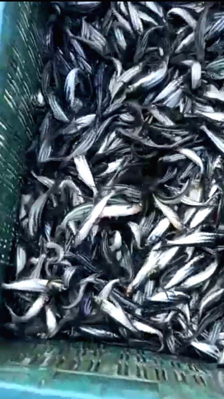Goa notifies 'Mariculture policy' for production of fish - Vimarsana News