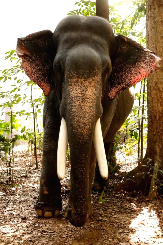 Guess who was the 'busiest' star in Rana Daggubati's 'Haathi Mere Saathi'! - Vimarsana News