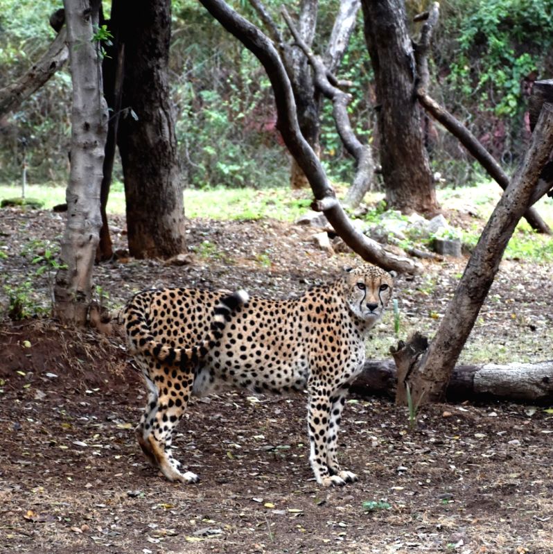 Centre forms task force to monitor cheetahs in MP's Kuno National Park - Vimarsana News