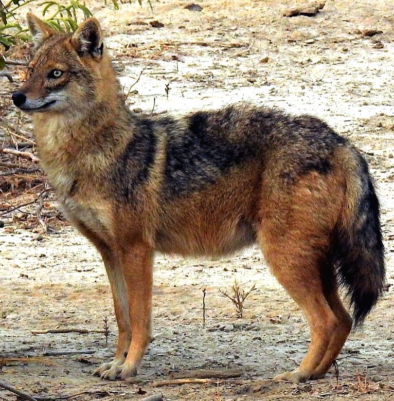 Jackal falls into a 40-ft-deep open borewell in Agra, rescued - Vimarsana News