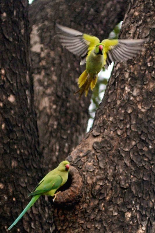 UP Forest team rescues 9 parrots at Pilibhit Tiger Reserve - Vimarsana News