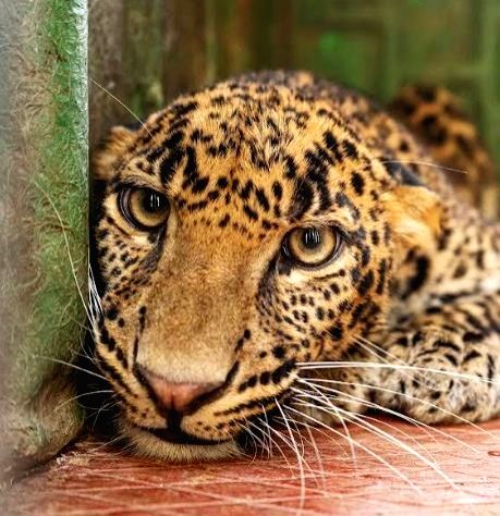 5 injured in leopard attack in Jaipur village - Vimarsana News