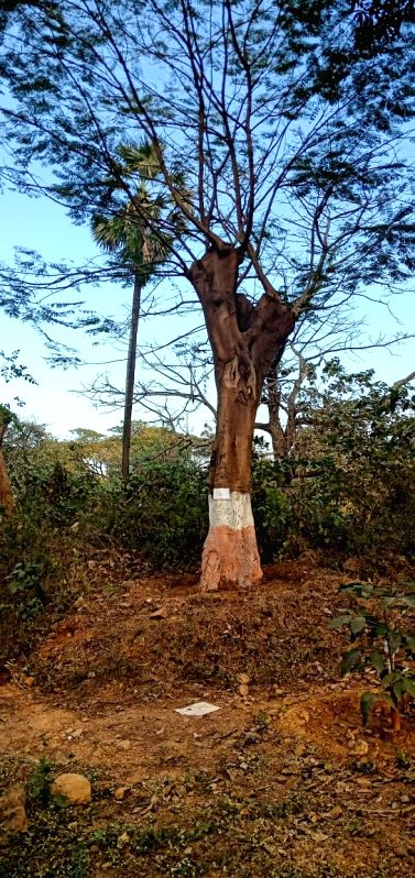 SC: Don't carry out any developmental work in Aarey forest - Vimarsana News