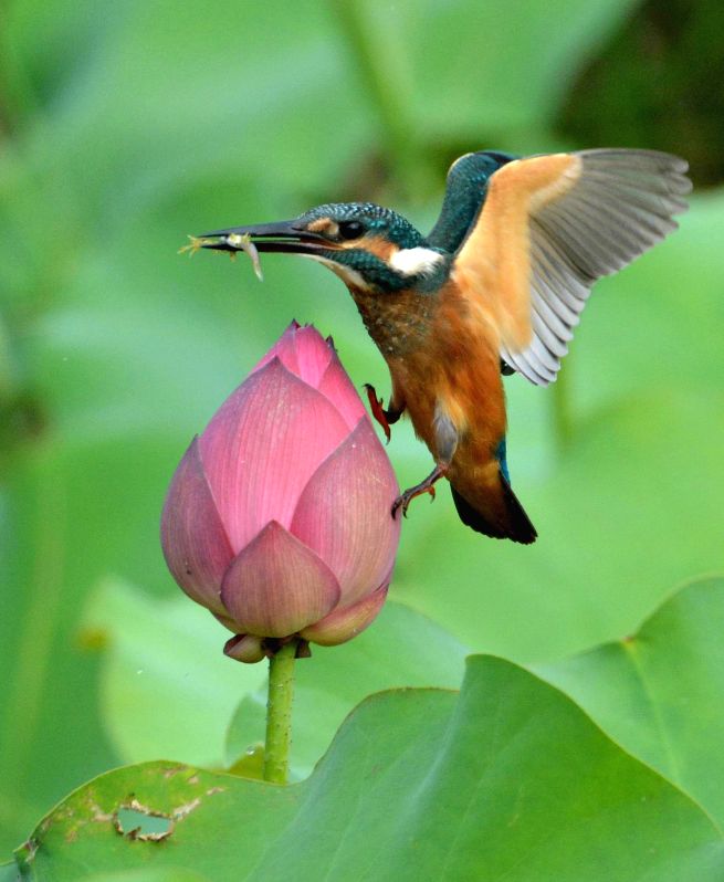No benefit from culling wild birds to control virus - Vimarsana News