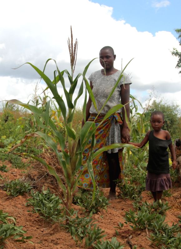Ozone pollution harms maize crops: Study - Vimarsana News