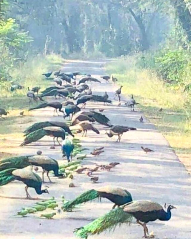 3 peacocks found dead in UP district - Vimarsana News