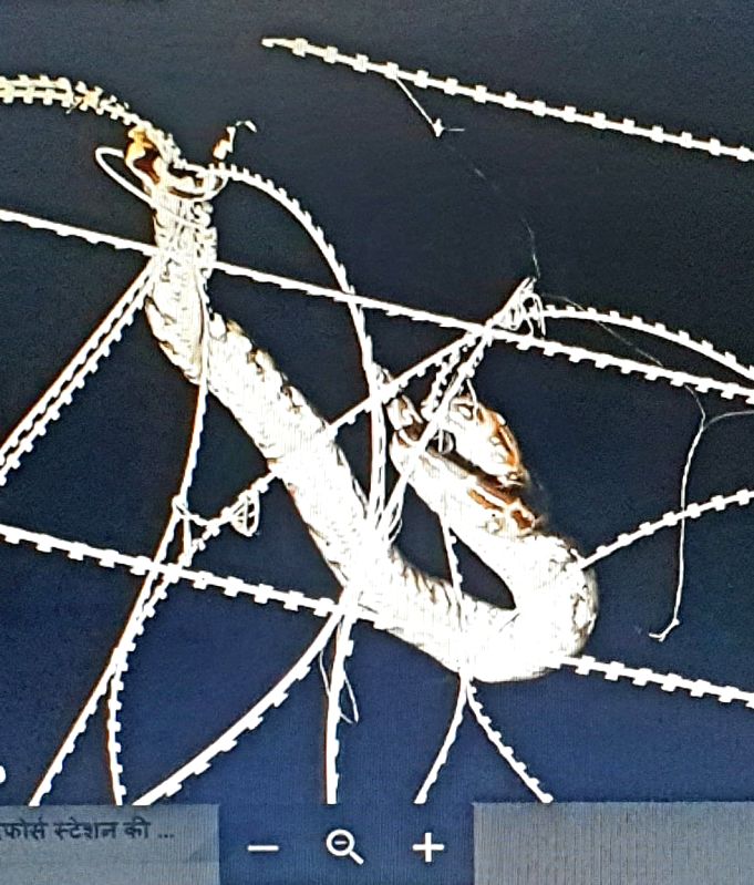 Python trapped in wire fencing rescued from Air Force Station in Agra - Vimarsana News