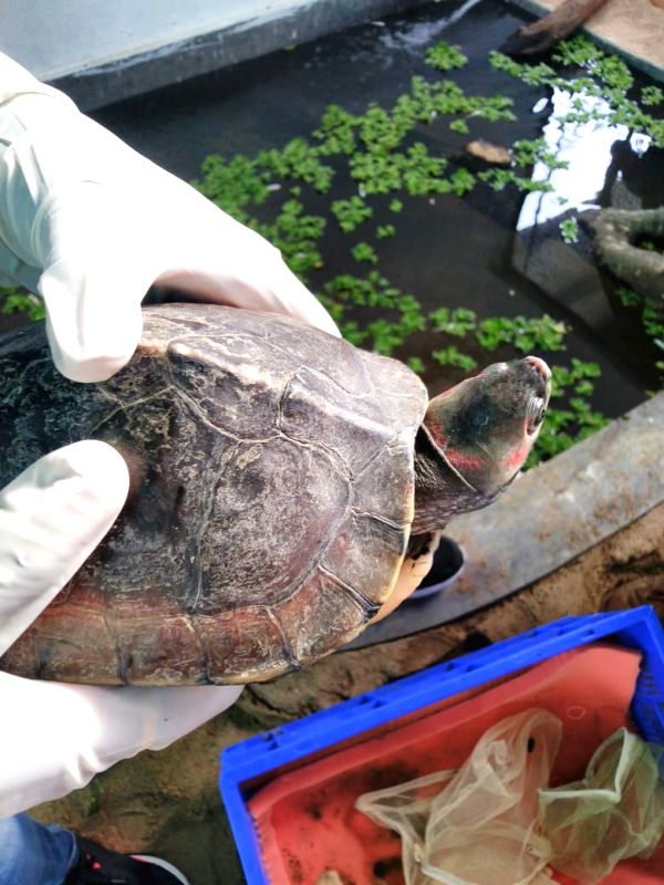 3 arrested in UP, 13 turtles recovered - Vimarsana News