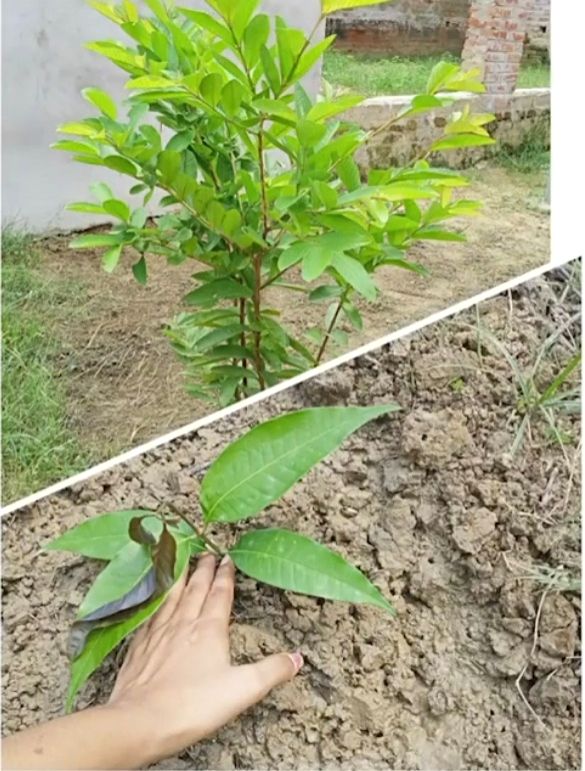 Plants help reduce toxic mercury from our environment: Study - Vimarsana News