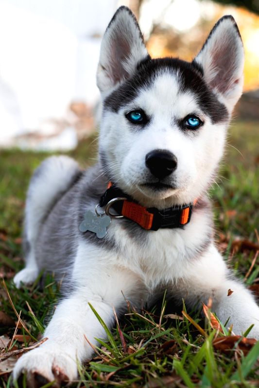 UP bizman duped of Rs 26L for Siberian Husky pup - Vimarsana News