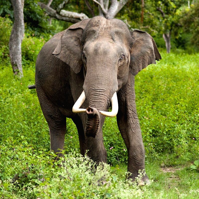 Kerala Left ruling allies clash over relocation of rogue wild tusker 'Arikomban' - Vimarsana News