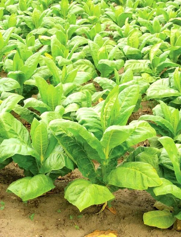 CSIR-CIMAP study lowers nicotine content in Tobacco plant - Vimarsana News